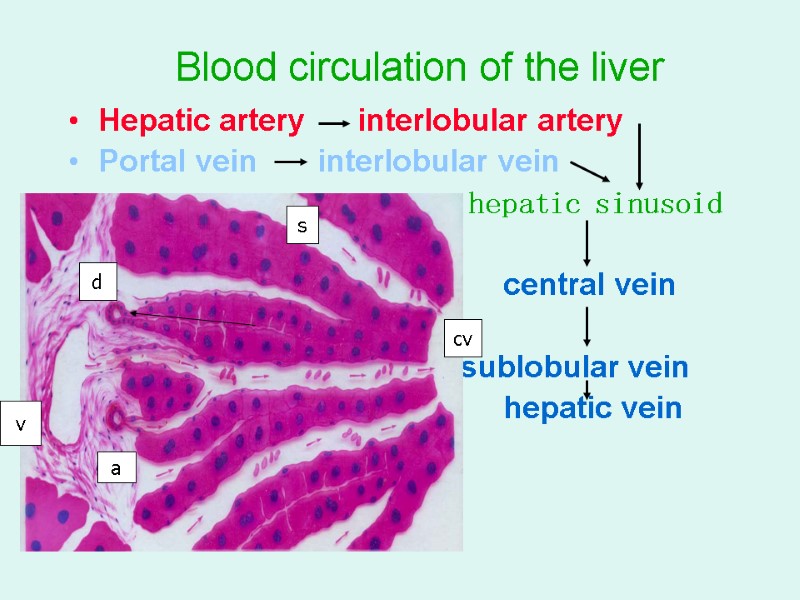 Blood circulation of the liver Hepatic artery      interlobular artery